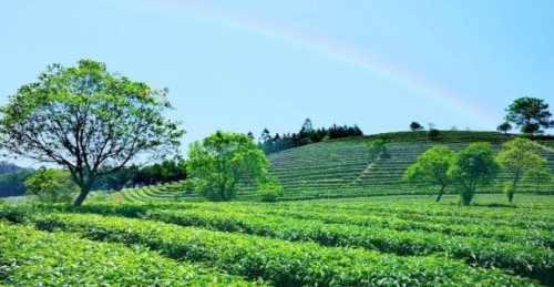 斗茶巡礼·白茶篇：中国首届斗茶大赛火热报名中(图4)