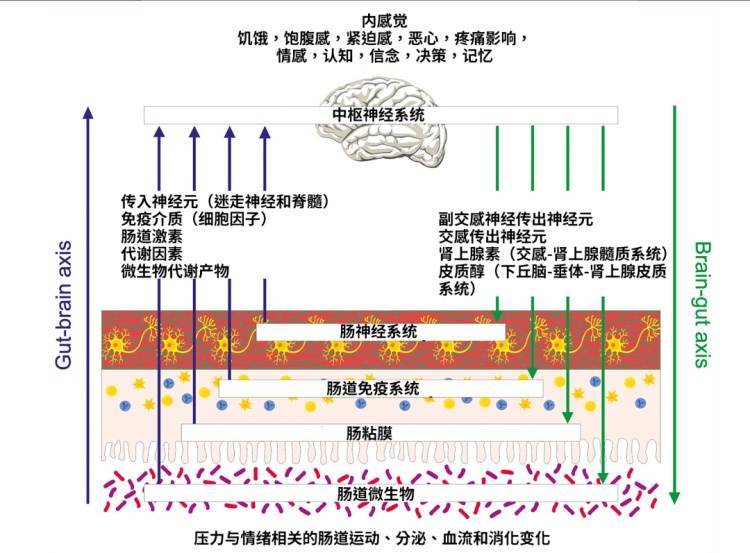 为什么压力一大就胃疼？这个“秘密通道”，90%的人不知道 (图1)