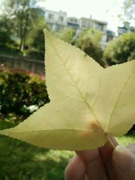 爱的候鸟