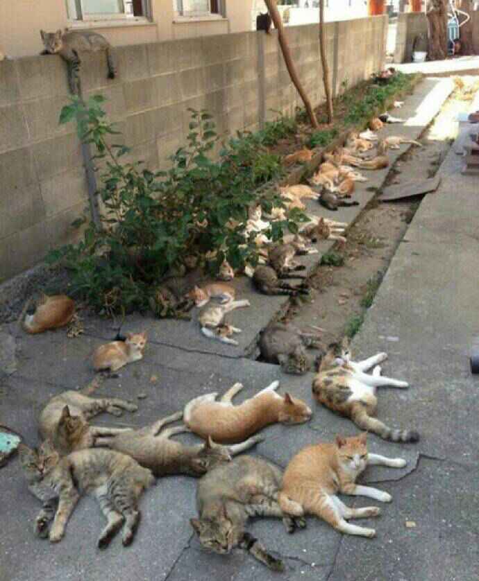 迷猫——荆芥太美妙，喵已忘不了(图1)