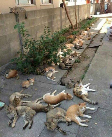 迷猫——荆芥太美妙，喵已忘不了