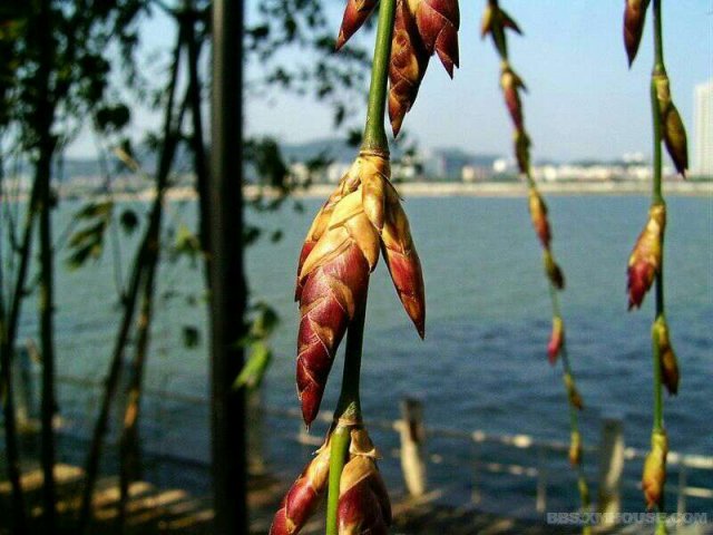 竹花