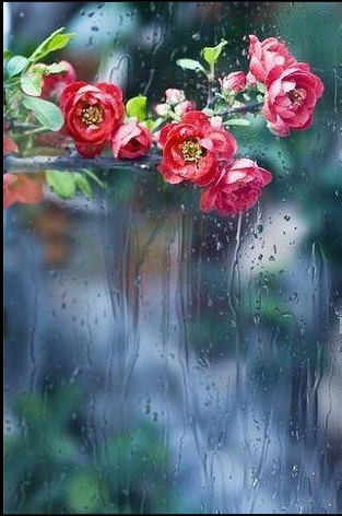 心雨