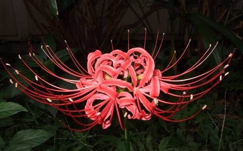 彼岸花开之只为彼岸(图1) 彼岸花开之只为彼岸(图1)