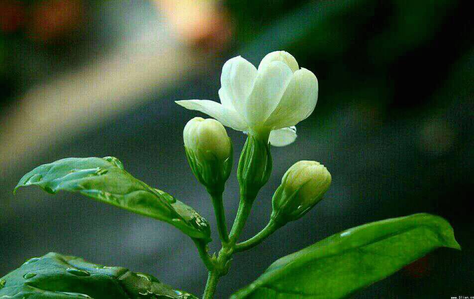 雨中的花(图1)