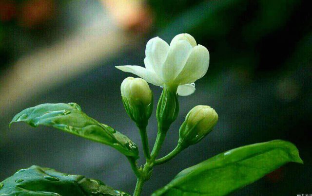 雨中的花