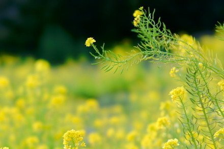 思念一个人的心情短语 (图1)