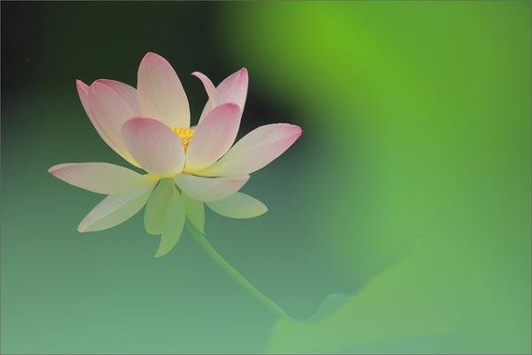 最唯美的句子：心如莲花，人生就会一路芬芳