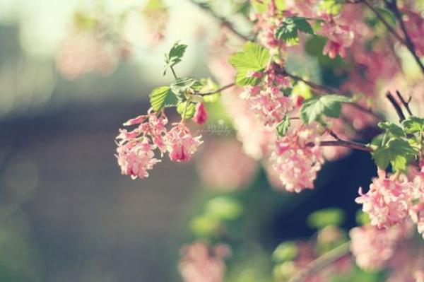 生活情感短语 (图1)