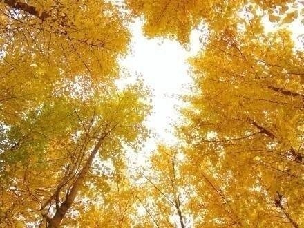 关于秋天的优美段落 (图1)