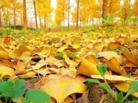 关于秋天的优美段落 (图2)