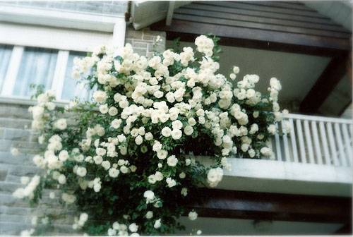 带图片的文字说说 (图2)