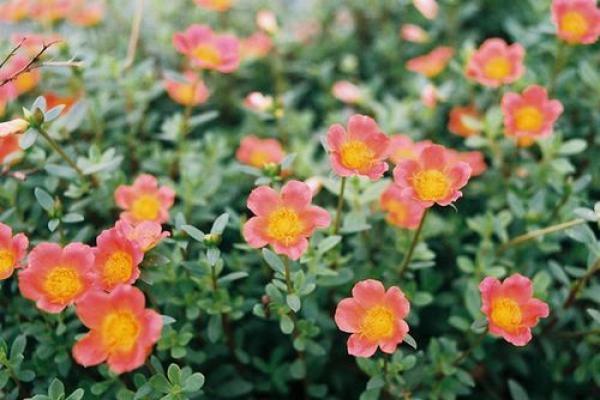 如果我的未来有你在，那其他的什么我都不怕了(图1)