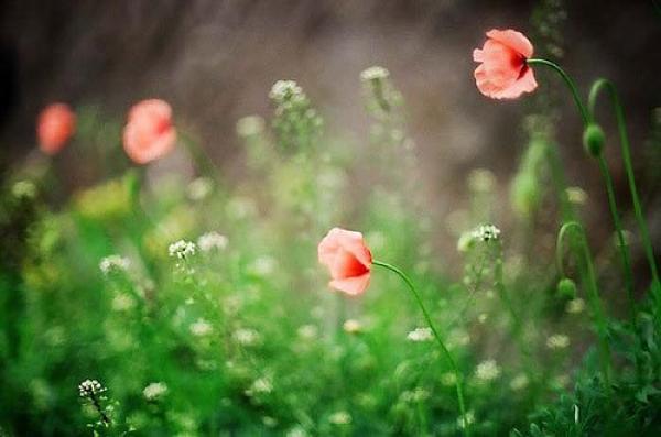 爱情文字心情说说 (图1) 爱情文字心情说说 (图1)