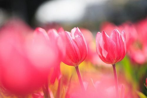 最美的说说爱情句子 遇见你，让我那颗冰冻的心(图1)