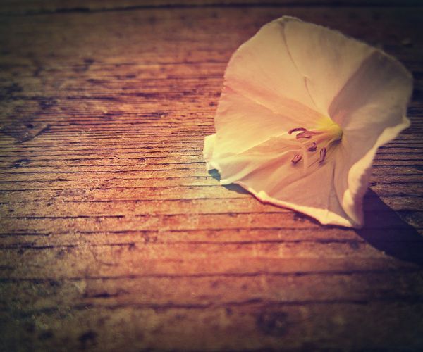qq空间伤感说说 人之所以痛苦，在於追求