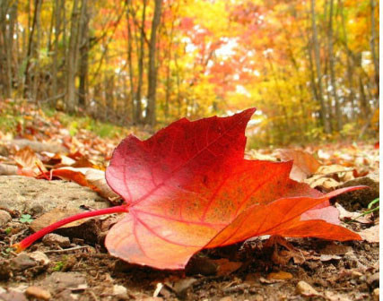 qq空间长说说个性签名 (图1) qq空间长说说个性签名 (图1)