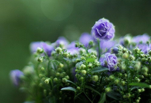 你看事情太明白,往往就失了做事的勇气 说(图1) 你看事情太明白,往往就失了做事的勇气 说(图1)