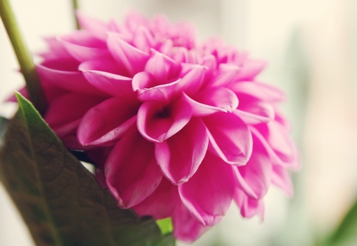 关于执着的说说 (图1) 关于执着的说说 (图1)