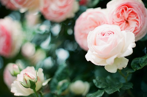 元宵节说说 (图1)