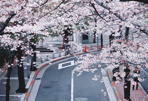 qq情绪说说 爱会让一切变得心甘情愿 