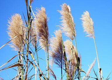 关于淡然的说说 爱过知情重，醉过才知酒浓 (图1)