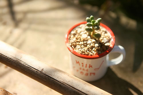 淡淡心情说说 心存美丽，温暖就会围绕你 说(图1)