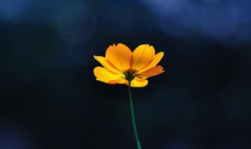 暗恋说说 对不起，我不是故意让你暗恋我的 (图1)