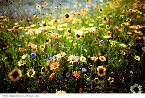 我不想再为思念而牵挂，可这些都是不想，我做(图1)