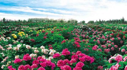 感谢我的青春，没有荒芜，肆意盛开 (图1)