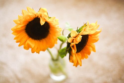 过去的不会再回来，即使回来也不再完美 说