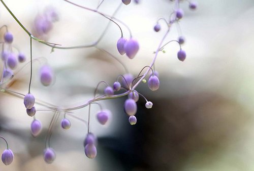 关于任性的说说 (图1)