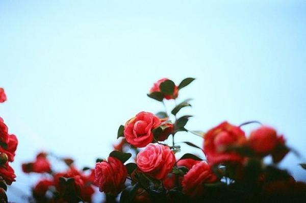 喜欢的歌，静静地听；喜欢的人，远远地看 (图1)