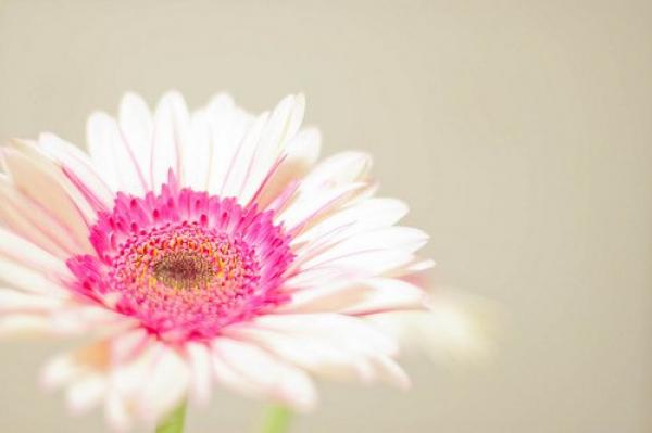 真实的生活是，认真做好每一天你分内的事情