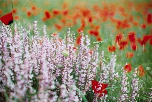 有些花，只开在梦里，有些人，只在记忆里 