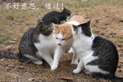 光棍节说说带图片,光棍节图片说说大全6 关于光棍节的图片 光棍节图片说说大全 (图5)