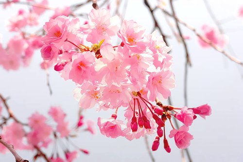 女生伤感图片说说短语 (图8) 女生伤感图片说说短语 (图8)