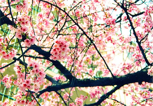 qq空间说说带图片 (图1)