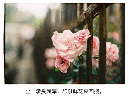 图片大全唯美带字的 带字图片大全唯美 
