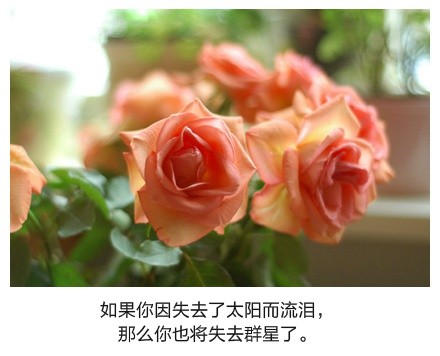 图片大全唯美带字的 带字图片大全唯美 (图6) 图片大全唯美带字的 带字图片大全唯美 (图6)