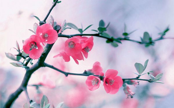 qq空间情感说说带图片 唯美好听的情感说说带图(图8) qq空间情感说说带图片 唯美好听的情感说说带图(图8)