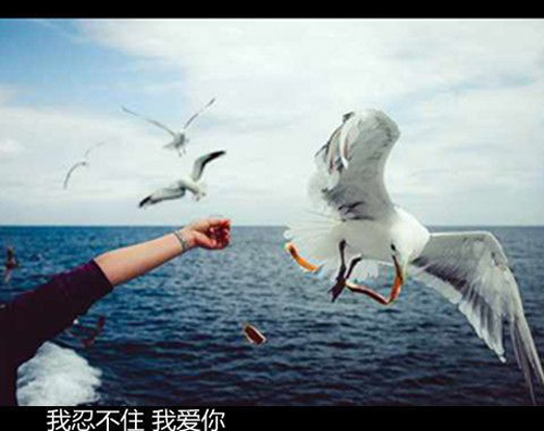 美得让人心碎的句子带图片 (图3)
