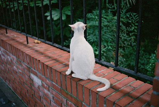 我的世界，轮不到你来指手画脚 