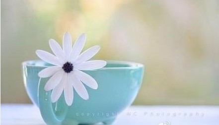 安静的涵养 (图1) 安静的涵养 (图1)