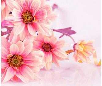 【英语名言】 If equal affection cannot be, let the more(图1)