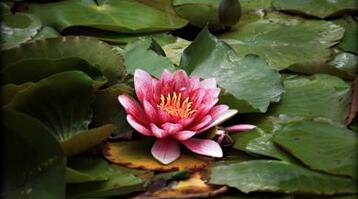 【英语名言】To talk health, happiness,and prosperity to(图1)