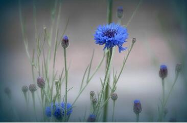 【英语名言】All things come to those who wait(图1)