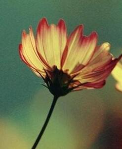 【英语名言】The world is like a mirror: Frown at itand (图1)