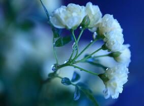 【英语名言】Nothing for no