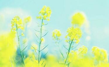 【英语名言】If equal affec